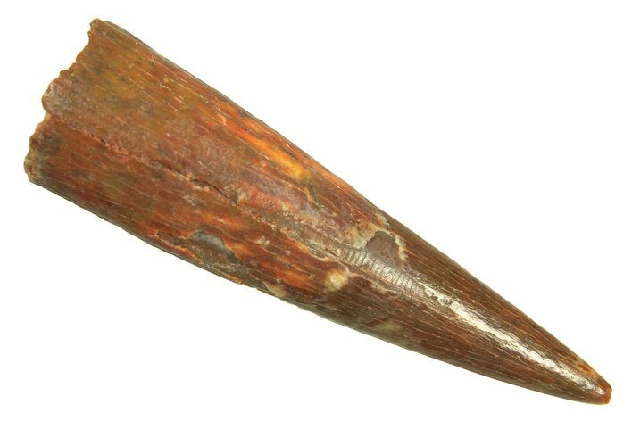 Fossil Pterosaur (Siroccopteryx) Tooth - Morocco #297043